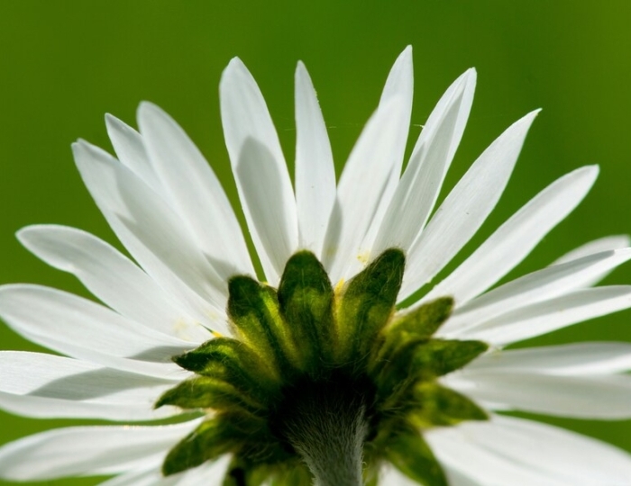 Релакс - Санаторий «Эльбрус» Железноводск